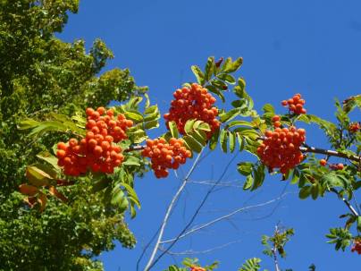 1378852_622659107785956_1077555302_n