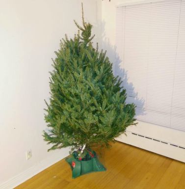 10675542_10203063222566376_641516654841152817_n