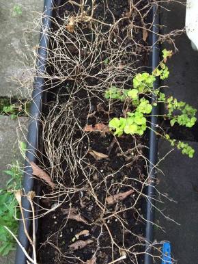 10178099_1020613547990508_8119760420987071461_n