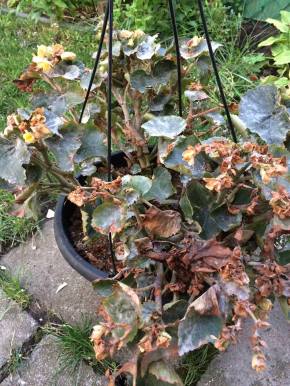 12065720_1020613544657175_2875704460915437481_n